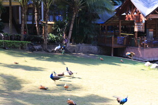 户外庭院中的悠闲禽鸟