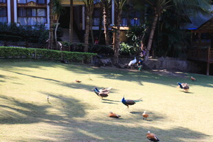 庭院中漫步的多彩家禽