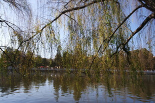 湖畔垂柳映碧水