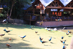 木屋前群鸟嬉戏的场景