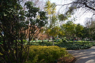 林间小道 绿意盎然的景致