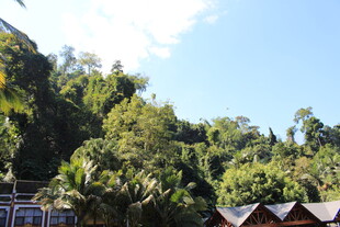 山林中的特色小屋