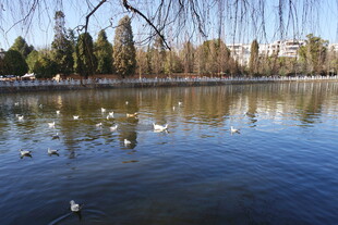 湖畔飞鸟 宁静自然景致