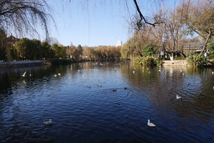 宁静湖畔的自然景致