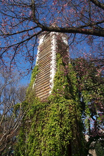 爬满藤蔓的古老建筑