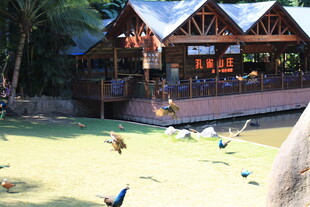 户外休闲小屋与嬉戏飞鸟