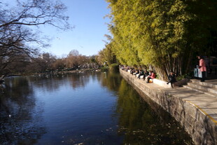 河畔漫步景 行人伴绿树