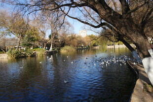 河畔群鹅悠游的自然景致