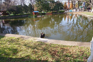 公园池塘边的静谧景致