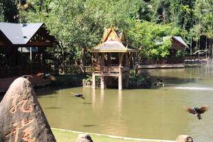 湖畔亭阁 静谧水乡景致