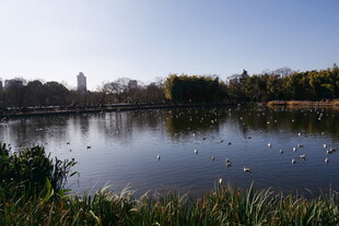 湖畔风光 宁静自然景致