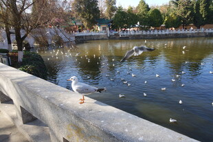 湖畔栏杆上的鸟儿