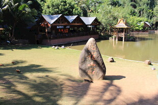 湖畔小屋旁的悠闲鸵鸟