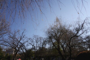 蓝天枯枝的萧瑟景象