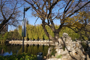 秋日湖畔树木景致