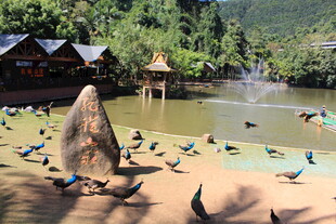 湖畔群鸟嬉戏的自然美景