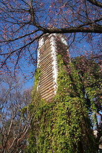 爬满藤蔓的古老砖石塔