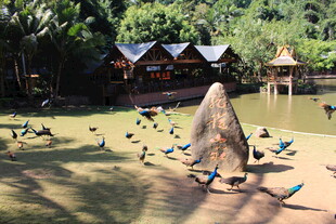 景区中群鸟聚集的热闹场景