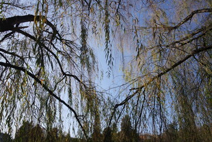 垂柳依依 蓝天映衬美景