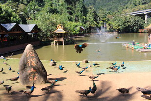 湖畔群鸟嬉戏的自然景致