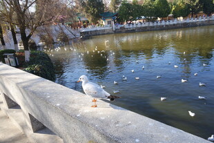 湖畔栏杆上的休憩白鸟