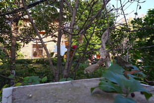 庭院绿植间的多彩景象