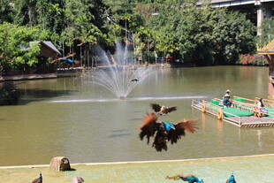 公园湖畔喷泉旁的多彩飞鸟