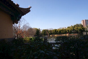 中式建筑旁的园林景致