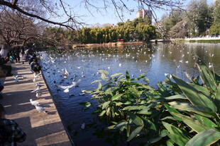 湖畔美景 绿植与游禽相伴