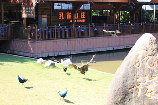 庭院中漫步的多彩孔雀