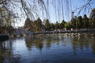 湖畔垂柳 冬日静谧水景