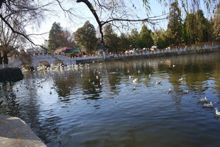 湖畔春光 鸭子悠游赏景