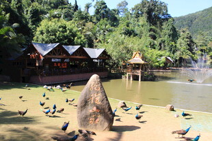 湖畔古景 群鸽栖于绿意间