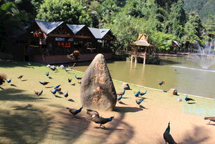 湖畔鸽群与古朴建筑景观