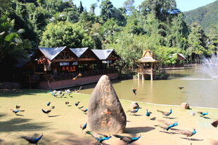湖畔休闲地 群鸟嬉戏景