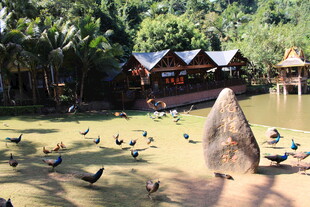 湖畔小屋旁的群鸟景观