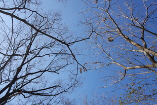 蓝天映衬下的光秃树枝