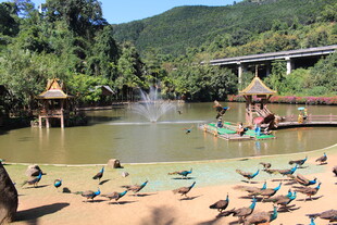 湖畔休闲场景 鸟儿相伴
