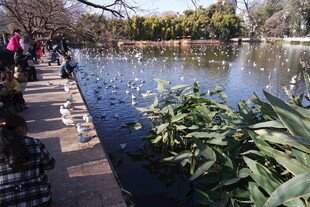 湖畔漫步赏景的人群