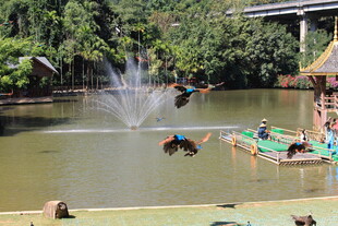 公园湖景喷泉与游船