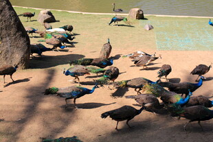 群鸟聚集的热闹场景