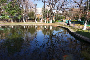 公园宁静池塘景观