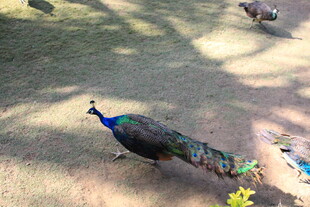 漫步草地的美丽孔雀