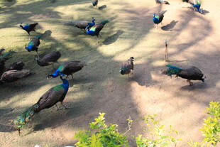 一群孔雀在地面休憩