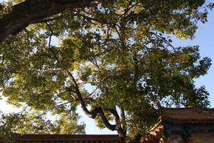 阳光下繁茂大树枝叶