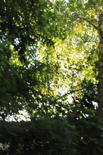 林间阳光洒落的绿意景象