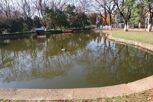 公园中的宁静池塘景色