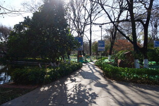 冬日阳光照耀的林间小道