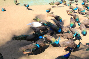 沙滩上的多彩鸻鸟群