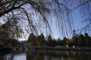 湖畔垂柳映蓝天美景